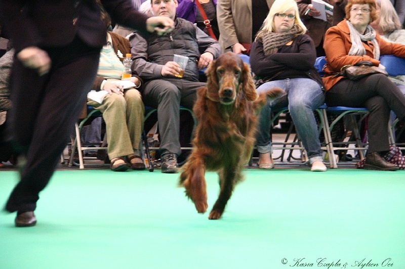 Crufts2011 838.jpg